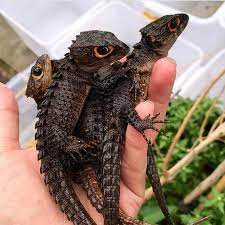 Red Eyed Crocodile Skinks Red Eyed Crocodile Skink Cute Reptiles Crocodile Skink