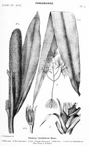 Image result for Coleotrype laurentii