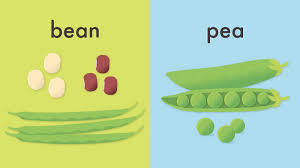 bean と pea の違いとは？