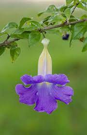 Untitled Unusual Flowers Beautiful Flowers Amazing Flowers