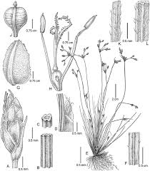 Image result for Bulbostylis contexta