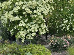 Image result for Cornus