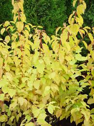 Cornus, bloodtwig dogwood 'midwinter fire'. Cornus Sanguinea Midwinter Fire Blood Twig Dogwood Plants4home