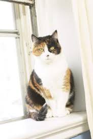 Pet resistant screen is designed to be tough and protect from damage cau. How To Keep Cats Off Of A Window Screen