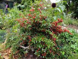 Image result for Ochna inermis