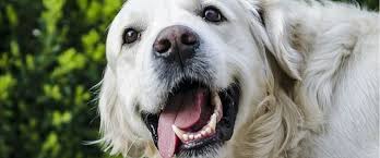 This guide examines the different costs associated with pet ownership and helps you know what to expect, how to plan for these expenses, and potential ways to reduce the financial burden of pet ownership. How Much Does Dog Dental Care Cost
