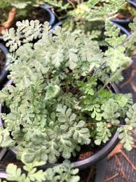 Image result for Cheilanthes involuta