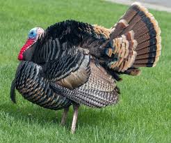 Here is a selection of some of the worst short thanksgiving jokes that we can think of. 60 Turkey Jokes That You Ll Want To Gobble Up By Kidadl