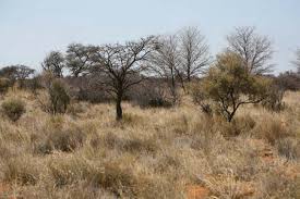 Image result for Kyphocarpa angustifolia