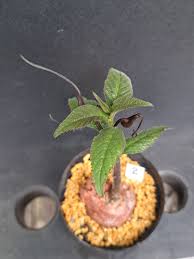 Image result for Dorstenia buchananii