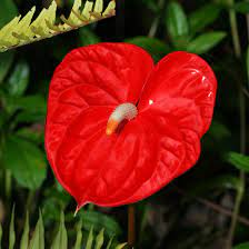 Anthurium Andraeanum Anthurium Flamingo Lily Flamingo Flower Oilcloth Flower Tail Flower Hawaiian Plants And Tropical Flowers