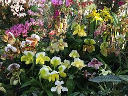 Image result for Angraecum moandense