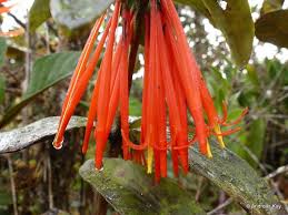 Image result for Loranthaceae