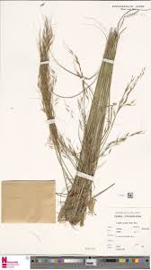 Image result for Loudetia simplex