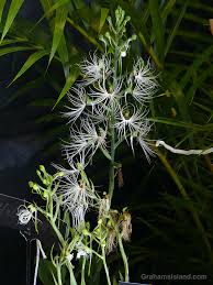 Image result for Habenaria macrura