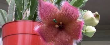 Carrion is a lovely word used for rotting or decomposing flesh, and so carrion flowers tend to smell like a pile of rotten flesh. Ceropegia Species Carrion Plant Starfish Flower Starfish Cactus Ceropegia Grandiflora