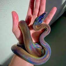 Note that xkcd colors are supported as well, but are not listed here for brevity. The Serpent The Rainbow White Lipped Python Album On Imgur