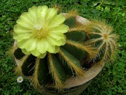 How to create a diy cactus balloon. Parodia Magnifica Balloon Cactus World Of Succulents