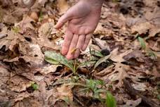 Backyard Botanical Remedies