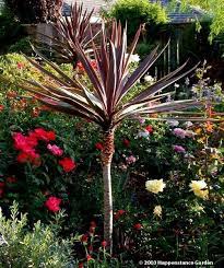 Plantfiles Pictures Cabbage Palm Cabbage Tree Ti Kouka Torbay Palm Dracaena Spike Red Star Cordyline A Backyard Plan Palm Garden Front Yard Landscaping