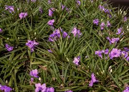 Image result for Grewia cyclopetala