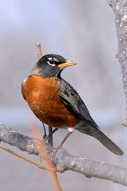 Birds That Sing At Night In Texas Texas Robin Wild Birds Pet Birds Backyard Birds