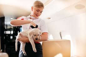 Get a travel crate, don't feed your dog too much, administer a sedative from your vet, treat the dog in its airline policies vary considerably by dog size, breed, temperament, and cabin vs. The Best Private Airline To Fly With Pets Your Pets In The Cabin
