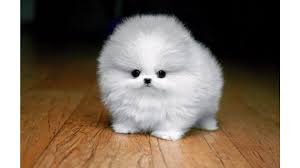 Pomeranian Cup Dog Yasserchemicals Com