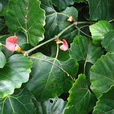 Image result for Rhoicissus digitata