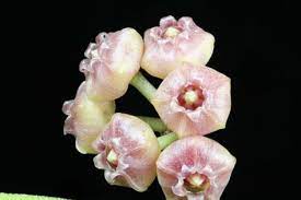 Hoya Heuschkeliana Hoya Plants Flora Flowers