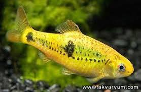 Barbus Semifasciolatus Gold Altin Barb Akvaryum Balik Yuzme