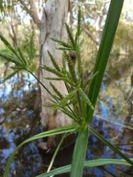 Image result for Cyperus alopecuroides