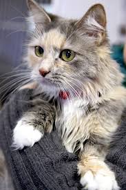 Elke dag worden duizenden nieuwe afbeeldingen van hoge kwaliteit toegevoegd. Martini Is A Gorgeous Diluted Long Hair Calico She Has Bright Green Eyes And A Soft Purr Our Vets Think Beautiful Cats Dilute Tortoiseshell Cat Calico Kitten