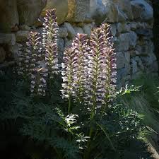 Image result for Acanthus