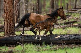 Wild Horses Can Be Saved With Birth Control Not Costly Roundups