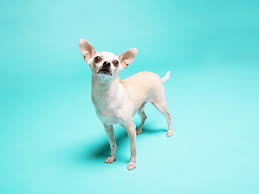 Learn more about the georgia rat rescue in norcross, ga, and search the available pets they have up for adoption on petfinder. The Poetics Of Petfinder A Tale Of Accidental Adoption The New Yorker