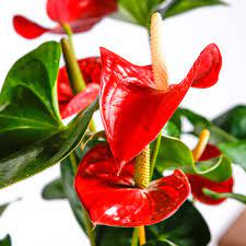 Anthurium Plant Care Guide