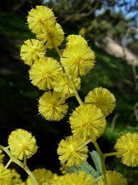 Image result for Acacia lasiopetala