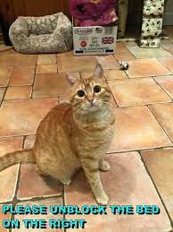 Please Unblock The Bed On The Right Silly Cats Funny Cat Memes Funny Cats
