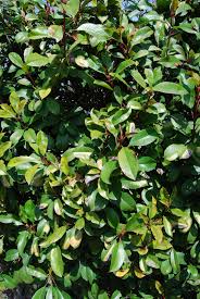 Check spelling or type a new query. Red Tip Photinia Dreaded Entomosporium Leaf Spot Xericstyle