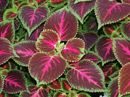 Le piante pendenti da interno sono molto decorative. Jackelineuy2 Images Foglie Colorate Piante Pendenti Da Interno Le Migliori Piante D Appartamento A Foglia Colorata Piante Appartamento Piante Appartamento Foglia Colorata Per Alcune Varieta Sono Disponibili Anche Piante Di 1