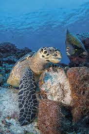 The green turtle as the word suggest is derived from the color of the fat which is deposited at the carapace. Hawksbill Turtle Facts And Photos