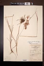 Image result for Loudetia kagerensis