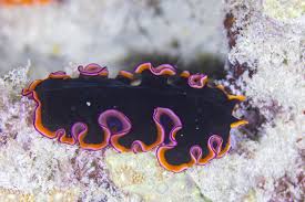 Image result for Pseudobersama