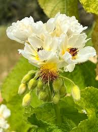 Image result for Sparrmannia