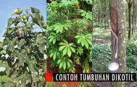 Perbedaan yang paling mecolok adalah pada bagian biji, bunga, batang, akar, dan daun. Mengenal Perbedaan Tanaman Dikotil Dan Monokotil Beserta Jenis Jenisnya Bibit Online