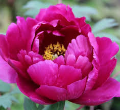 A wide variety of peony flowers sale options are available to you, such as wedding, mother's day, and. Caring For Tree Peonies How To Get The Best From Your Tree Peony