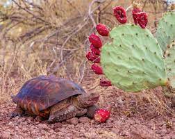 Desert Tortoise Holiday Desert Tortoise Sonora Desert Desert Aesthetic