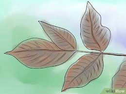 Dihalaman ini anda akan melihat gambar arsiran daun yang bagus! Ø§Ù„ØªØ¹Ø±Ù Ø¹Ù„Ù‰ Ø§Ù„Ø³Ù…Ø§Ù‚ Ø§Ù„Ø³Ø§Ù… Wikihow