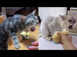 Funny Cats Reaction When They Smell Strange Tricksy Pets Video 2020 Youtube Cute Cat Memes Cute Animals Cute Cat Drawing